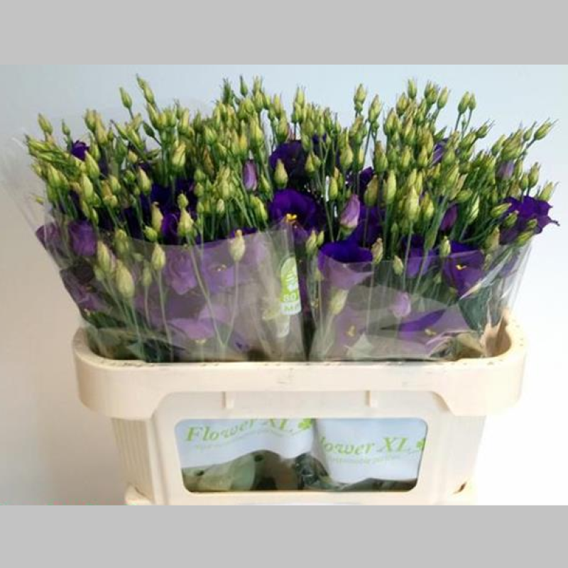Eustoma Violet, 72 cm, Pachet (10 buc.)  